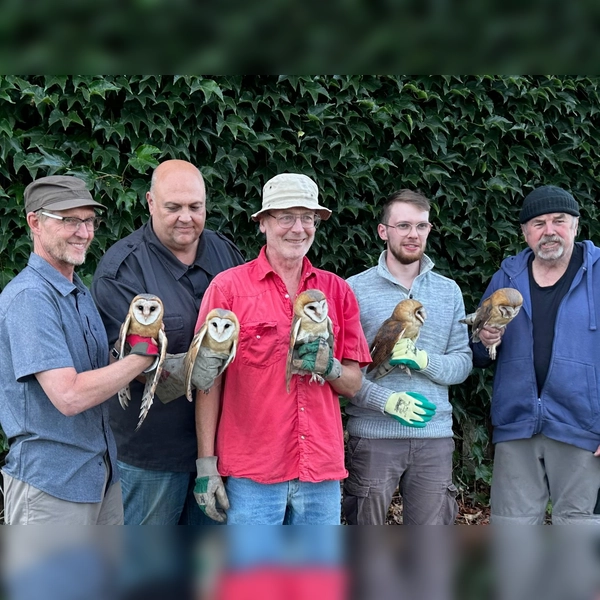 Bernhard Sturm, Cyrus Mahmoudi (LBV), Hans Schmid (Landwirt), Sebastian Riedl (LBV). Gerhard Wendel (Vogelnotruf Olching) halfen den Schleiereulen. (Foto: LBV)