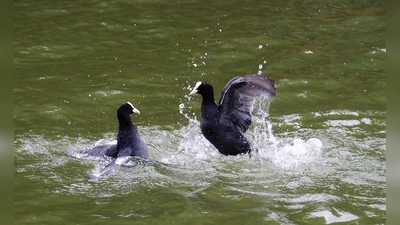 Das Blässhuhn, auch genannt Duckanterl, ist in und an der Amper heimisch. (Foto: Sebastian Böhm)