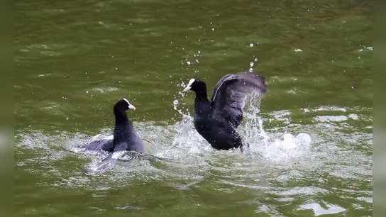 Das Blässhuhn, auch genannt Duckanterl, ist in und an der Amper heimisch. (Foto: Sebastian Böhm)
