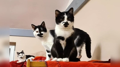 Die lustigen schwarz-weiß Kater suchen ein Zuhause für immer. (Foto: Tierheim Dachau)