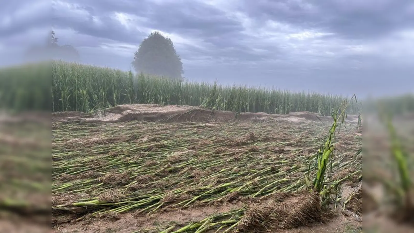 Wie schnell Starkregen Flächen zerstören kann, hat sich heuer bei Arnbach gezeigt. (Foto: LBV)