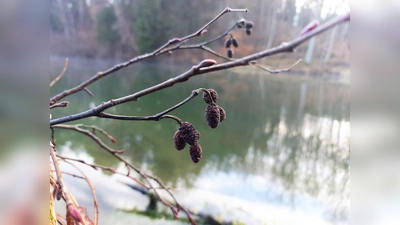 Die Schwarz-Erle ist der Ampertaler des Monats Februar. (Foto: Katharina Platzdasch)