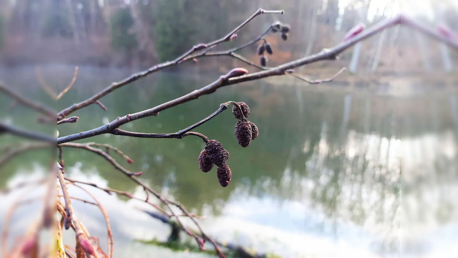 Die Schwarz-Erle ist der Ampertaler des Monats Februar. (Foto: Katharina Platzdasch)