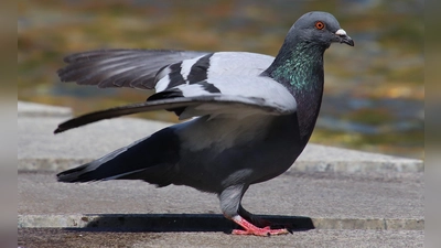 In fünf Taubenschlägen des Tierschutzvereins wird den Tauben eine Heimat geboten und zugleich deren Vermehrung kontrolliert. (Foto: Tierschutzverein München)