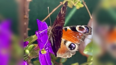 Schmetterlinge beobachteten die Teilnehmenden am diesjährigen Insektensommer kaum. (Foto: bb)