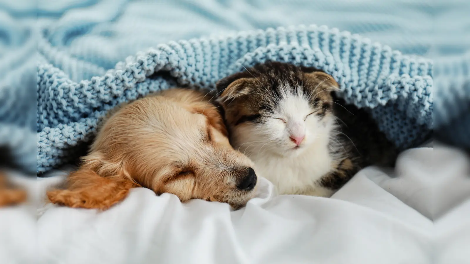 Viele Haustiere leiden auch nach Silvester noch unter Lärm-Stress – eine ruhige Umgebung hilft beim Entspannen.  (Foto: öw/New Africa)