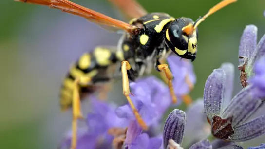Ruhe bewahren! Wespen sind nicht aggressiv. Sie wehren sich nur, wenn sie sich bedroht fühlen. (Foto: ÖW-AS Christian Musat)