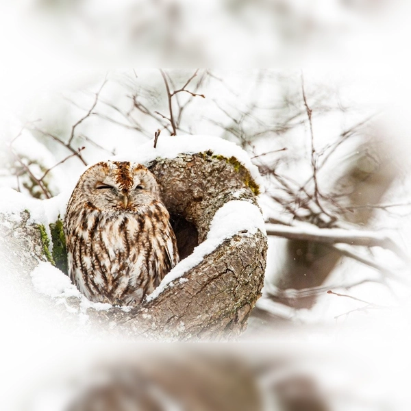 srzj (Foto: Manfred Kühn )