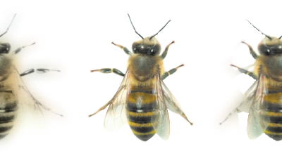 Honigbiene. (Foto: wsp)