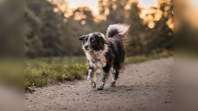 Ist das Haustier gechipt und registriert, kann jeder Tierarzt und jedes Tierheim schnell den Besitzer herausfinden.  (Foto: www.TASSO.net / Angelina Brückner Fotografie)