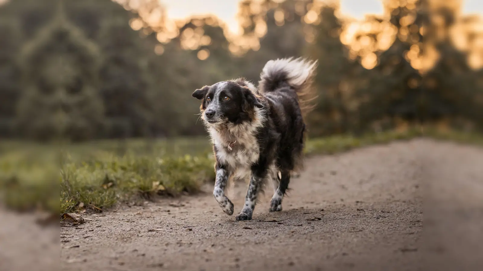 Ist das Haustier gechipt und registriert, kann jeder Tierarzt und jedes Tierheim schnell den Besitzer herausfinden.  (Foto: www.TASSO.net / Angelina Brückner Fotografie)
