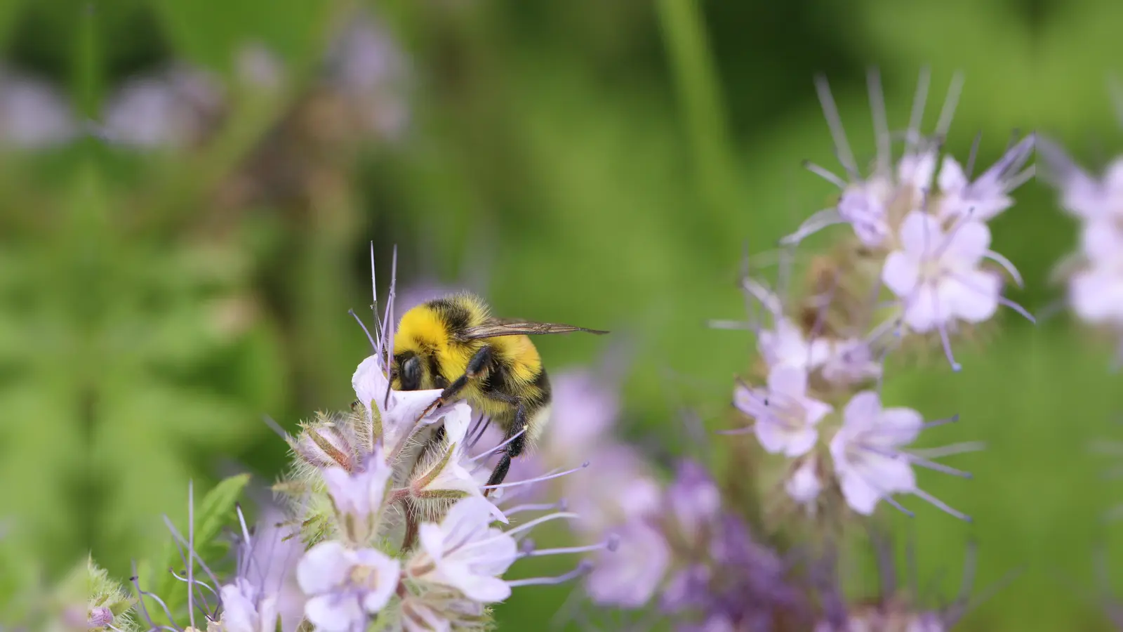 Eine hellgelbe Erdhummel bei der Arbeit. (Foto: Bernd Cogel)