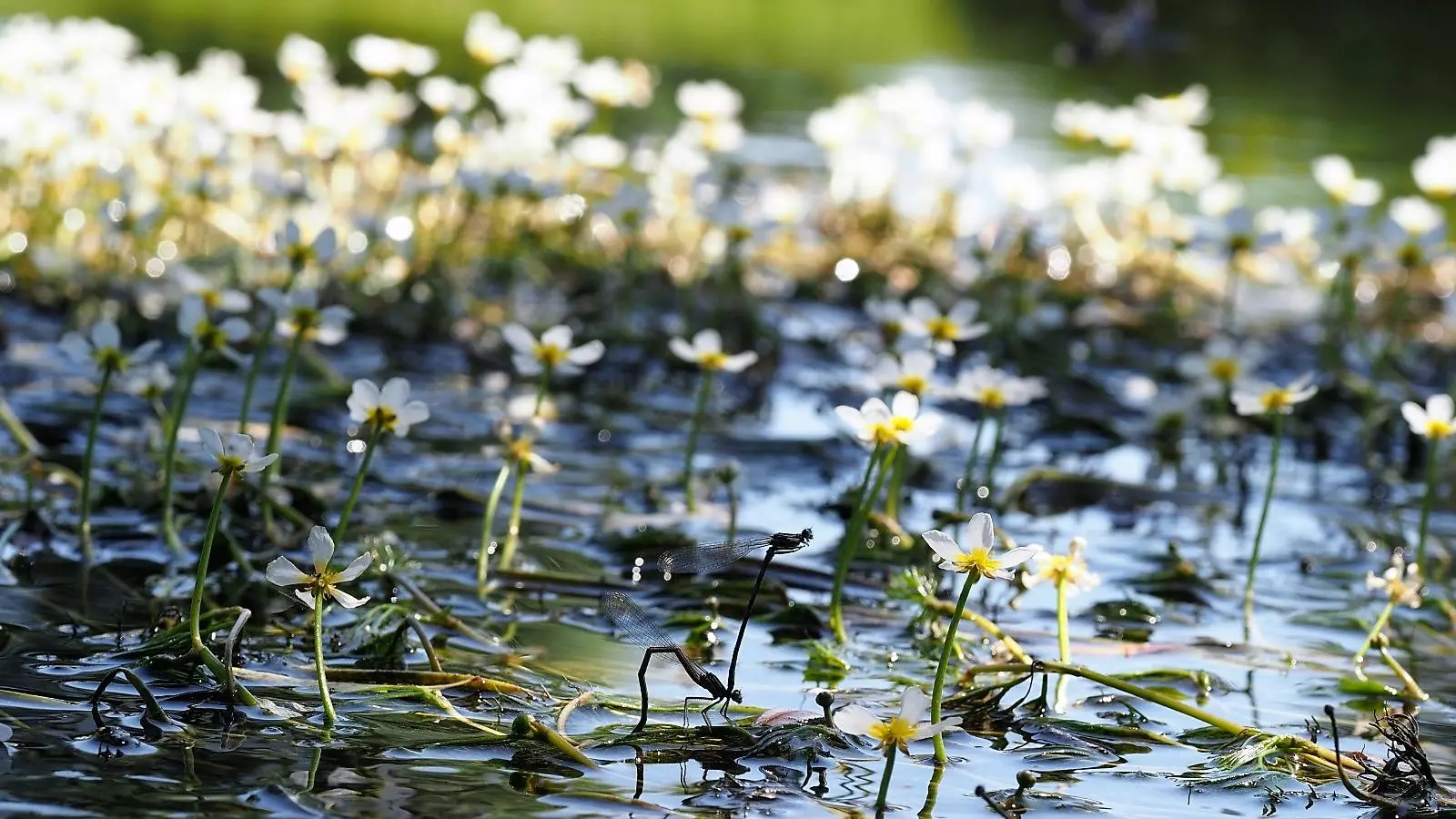 Der Flutende Wasserhahnenfuß verzaubert Flüsse in ein Blütenmeer. (Foto: Amelie Höcherl)