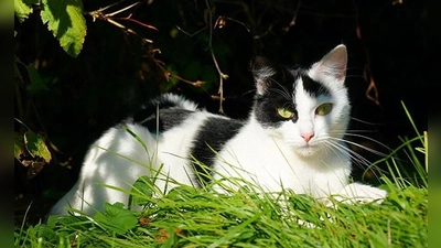 Im Schatten lässt es sich aushalten. (Foto: TASSO e.V.)