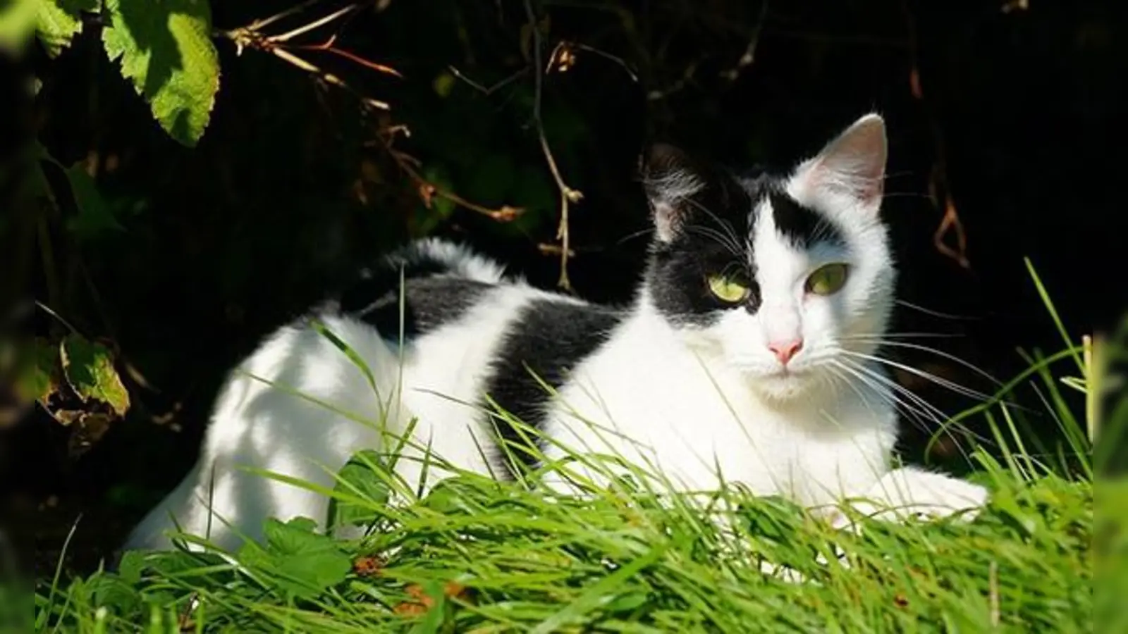 Im Schatten lässt es sich aushalten. (Foto: TASSO e.V.)